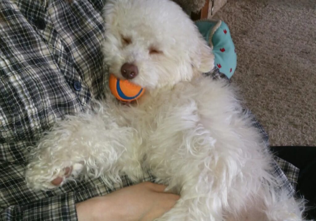 cagnolino barboncino pelo bianco