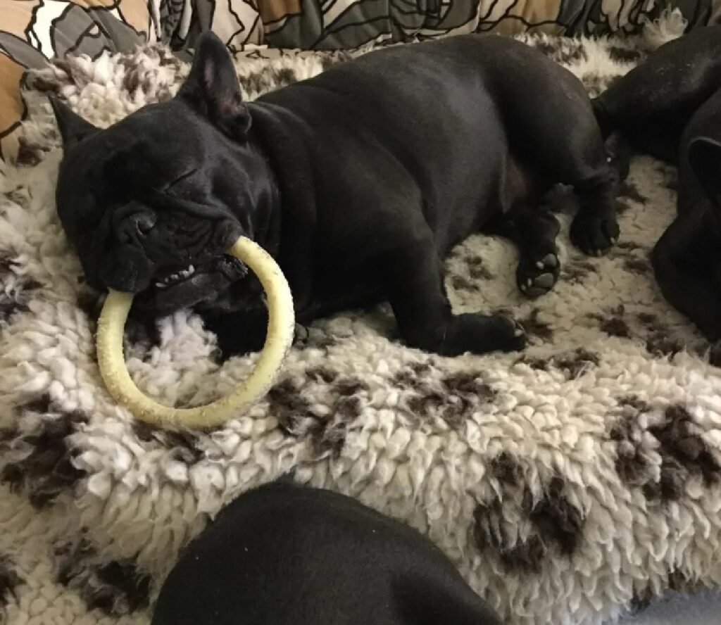 cagnolino anello chiaro