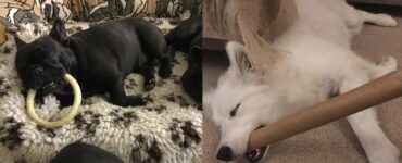 cani stanchi si appisolano