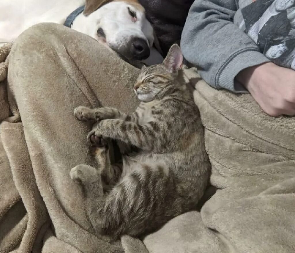 gatto dorme su coperta grigia