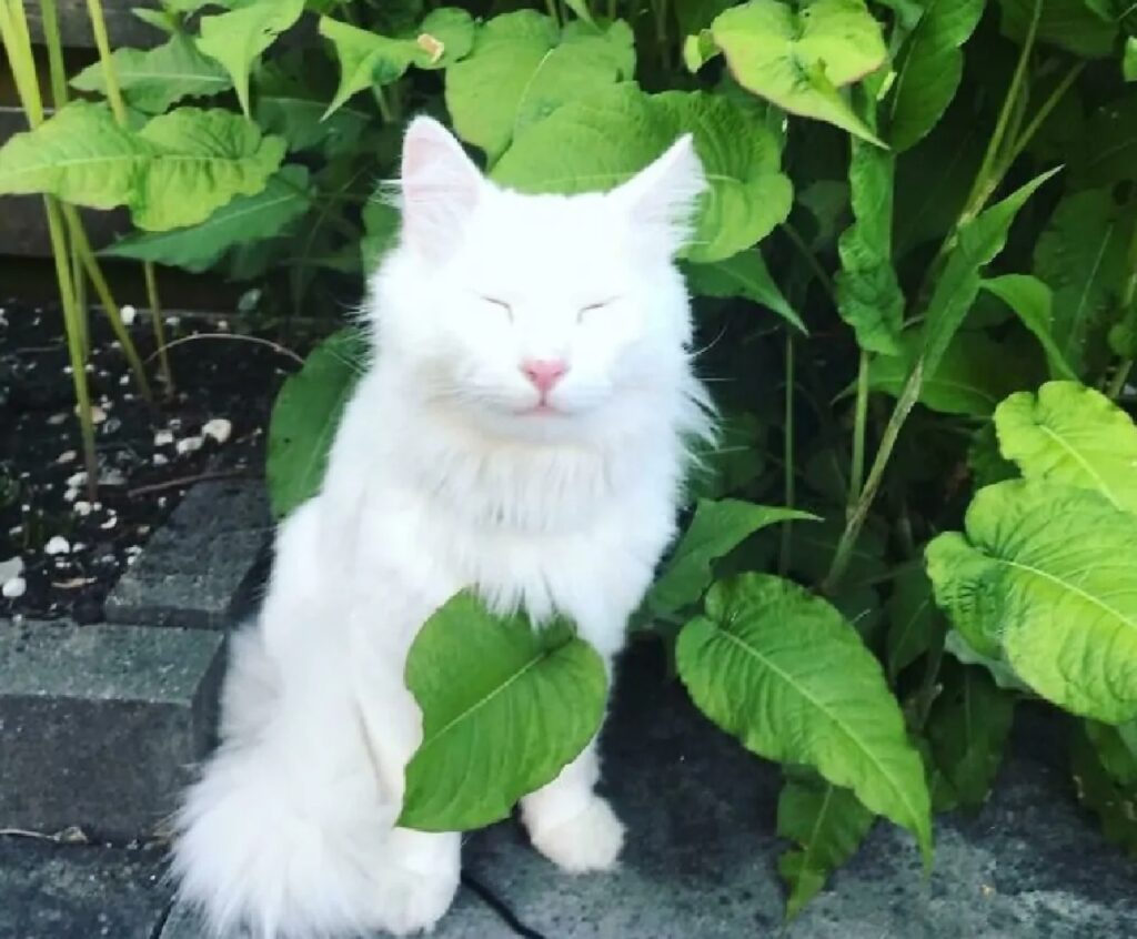 gatto bianco foglie verdi