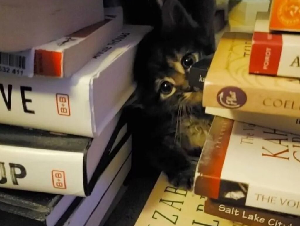 gatto tra i libri