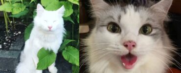 gatti che conoscono la gioia di vivere