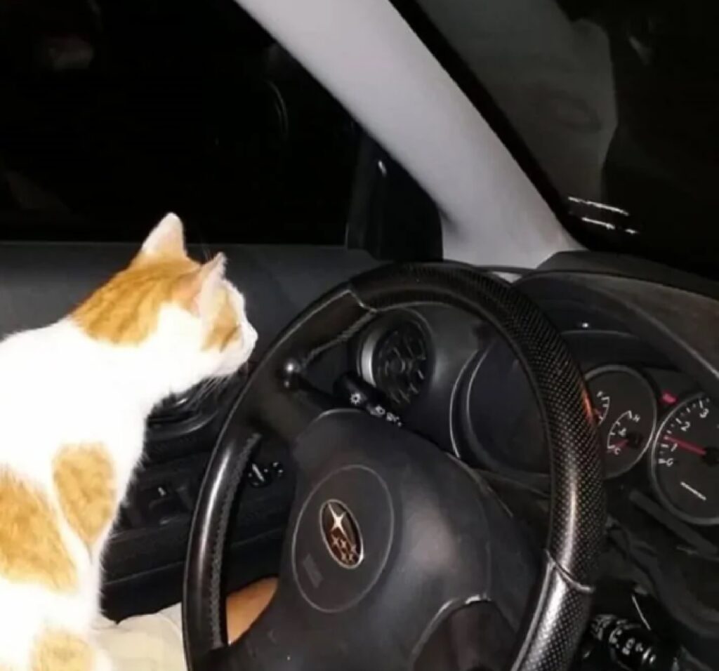 gatto davanti un volante