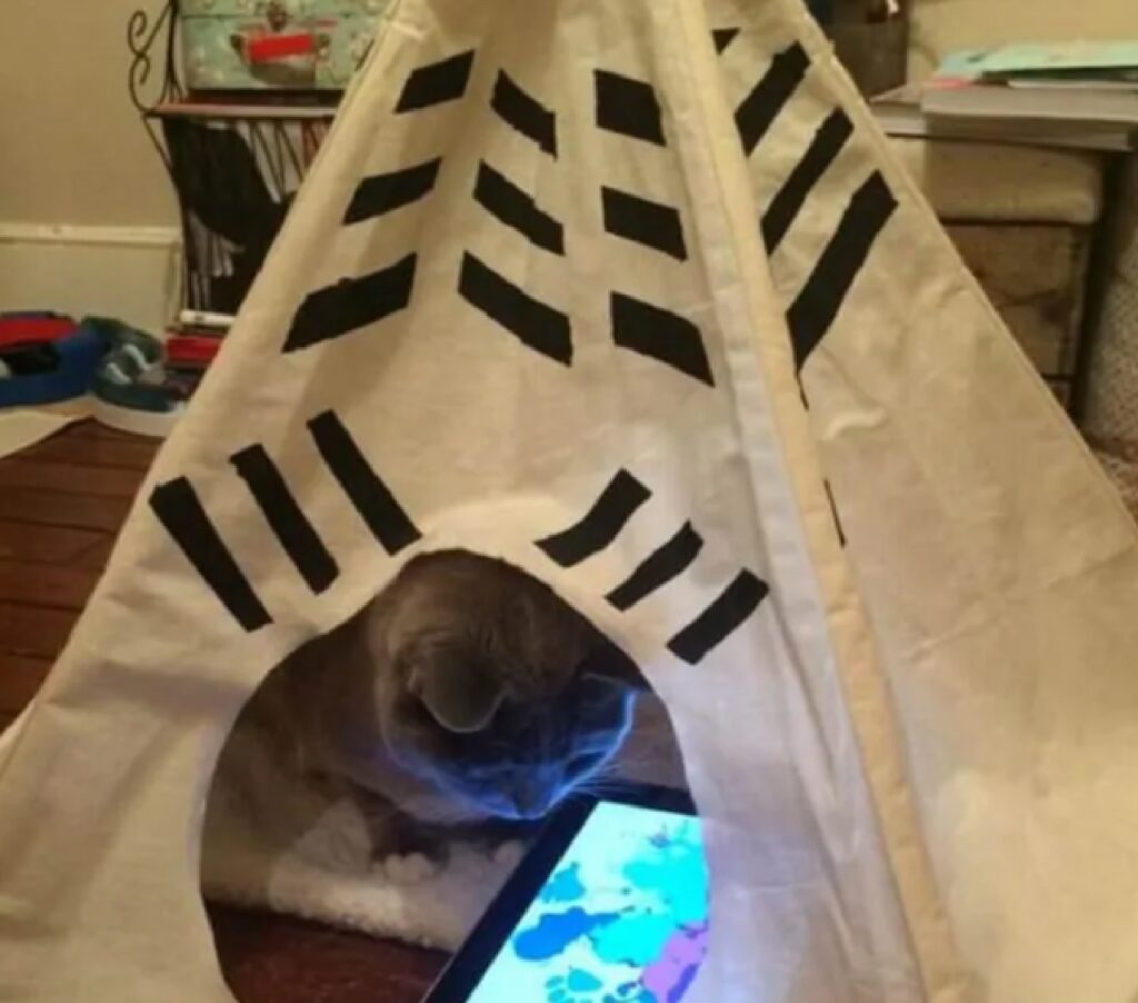 gatto dentro tenda