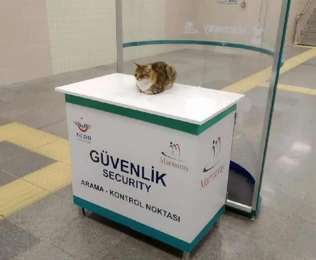 gatto consulenza medica