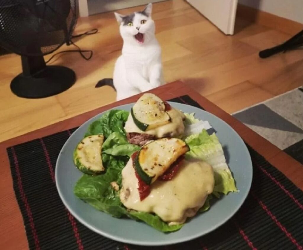 gatto bianco ha appena visto cibo