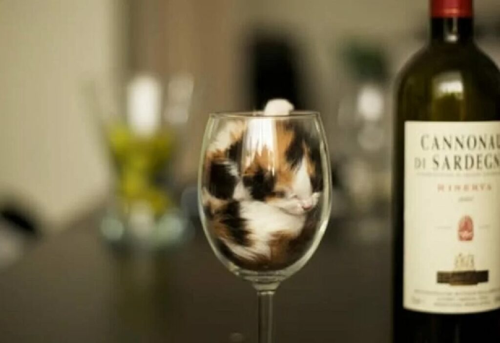 gatto come bicchiere di vino
