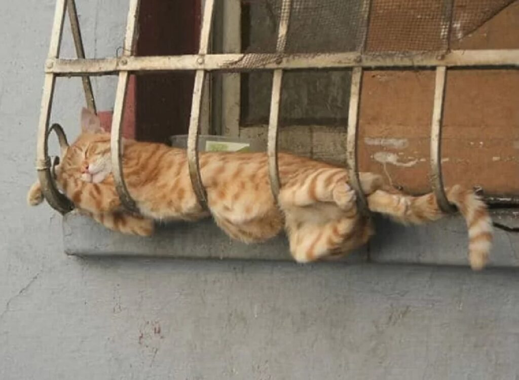 gatto rosso tra le sbarre