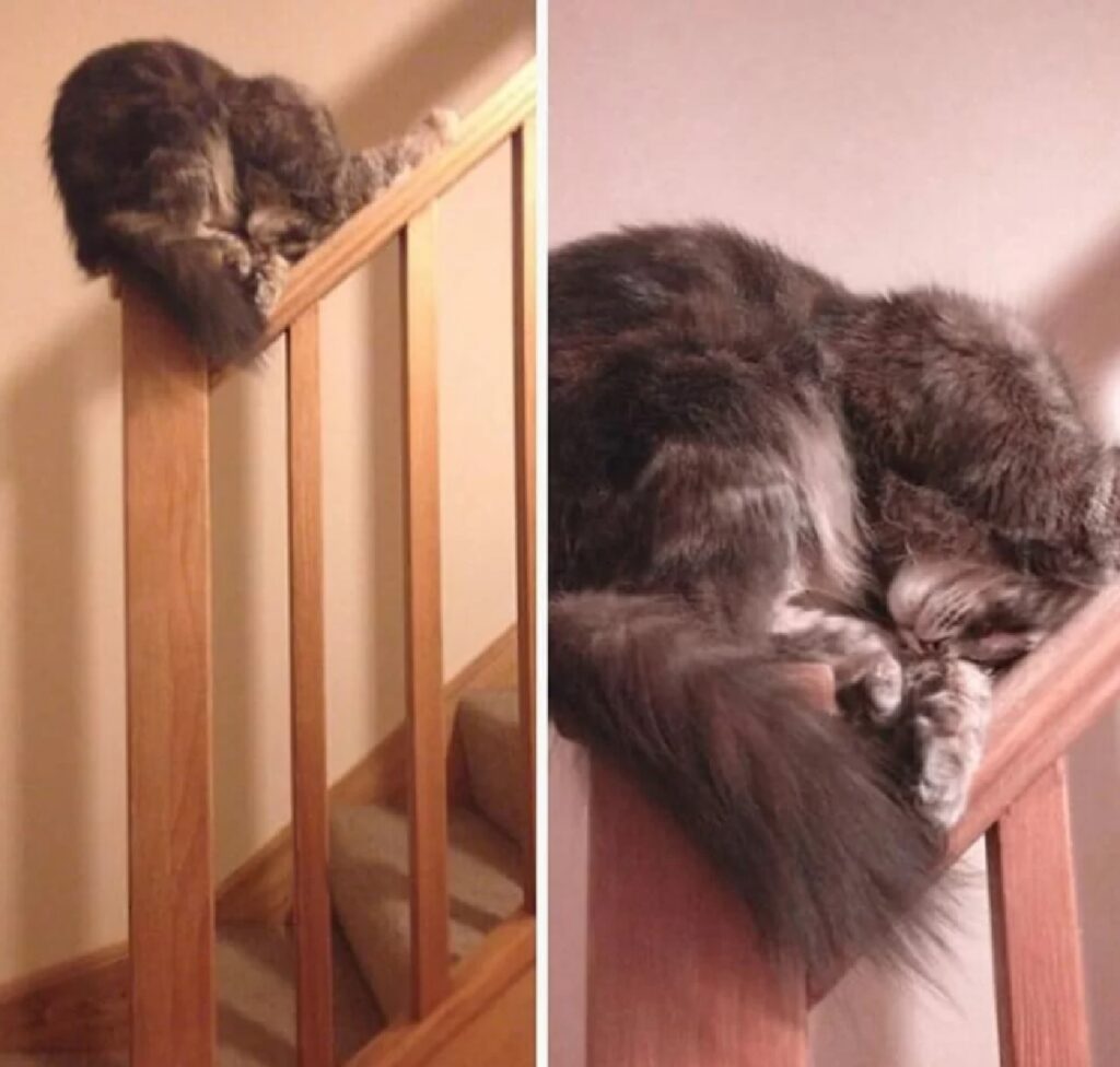 gatto raggomitolato scale