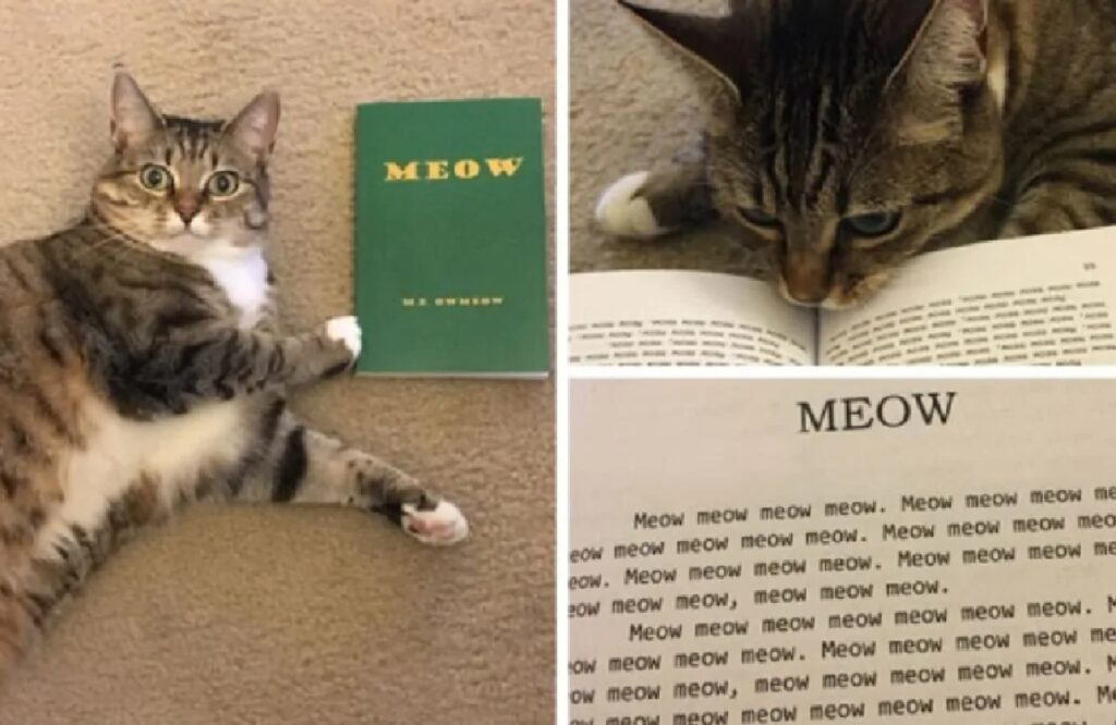 gatto con manuale verde