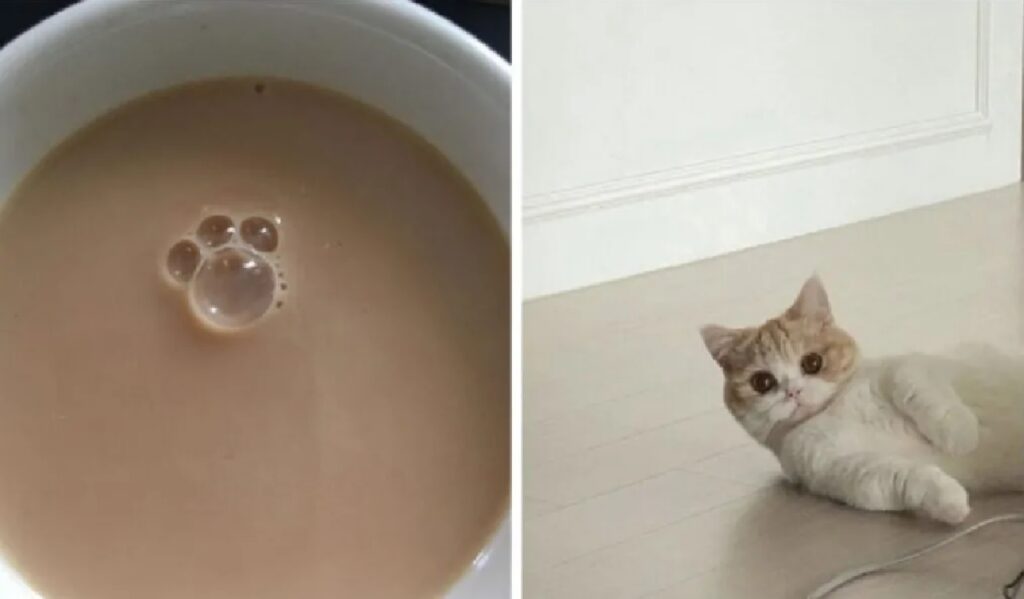 gatto caffè forma zampa