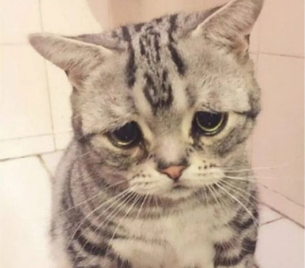 gatto sguardo triste