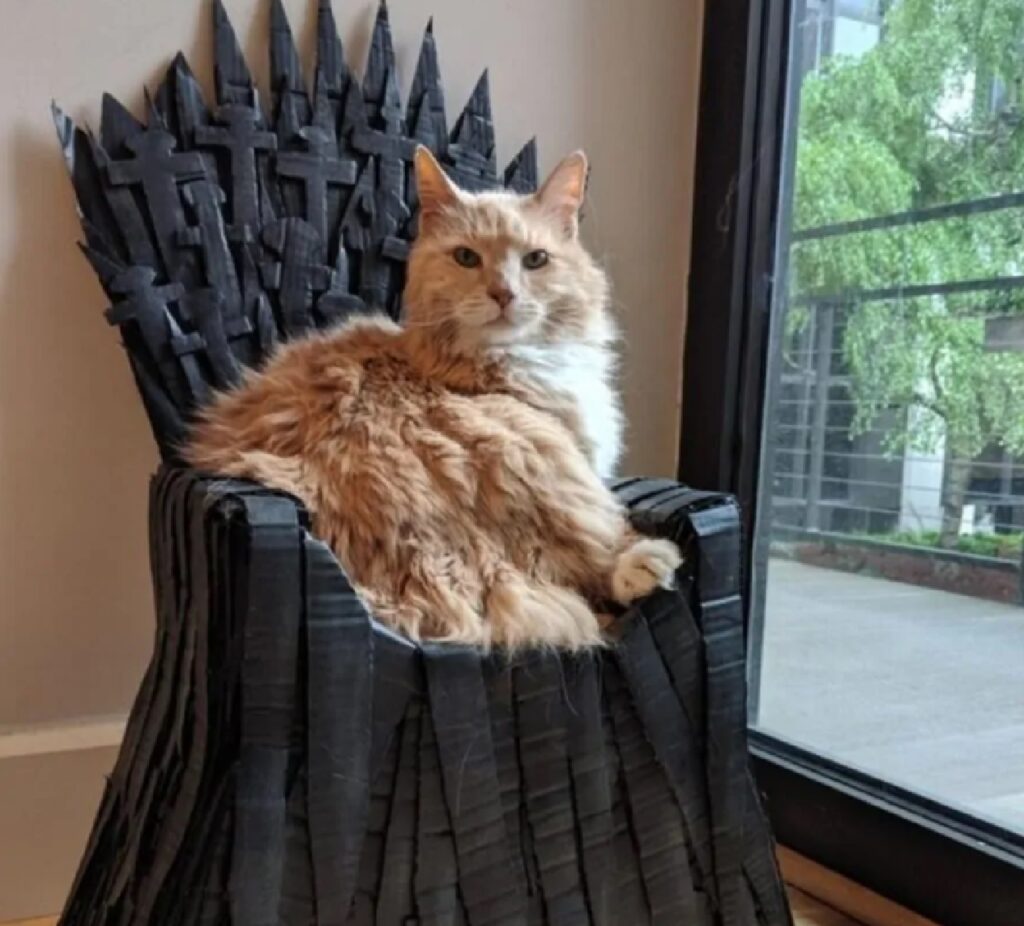 gatto vero trono di spade