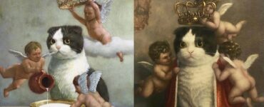 gatti che si mostrano nel loro ambiente di corte