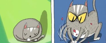 foto che ci spiegano il bipolarismo dei gatti