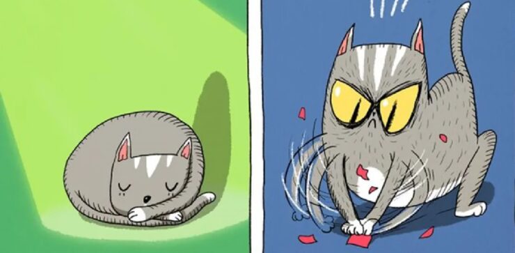 foto che ci spiegano il bipolarismo dei gatti