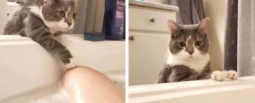 Gatto vasca da bagno