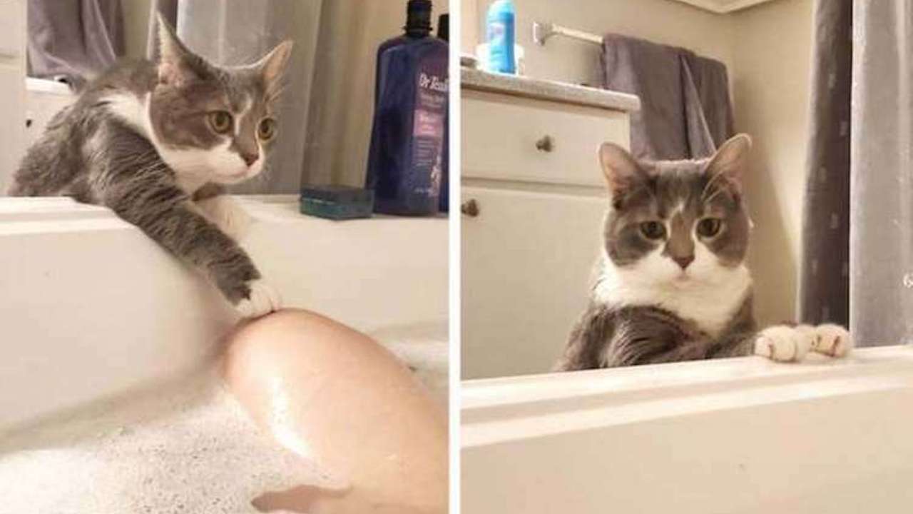 Gatto vasca da bagno
