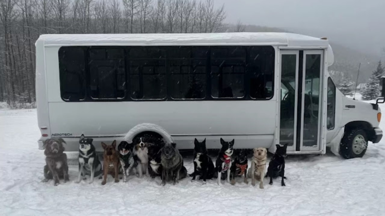 Asilo nido per cani