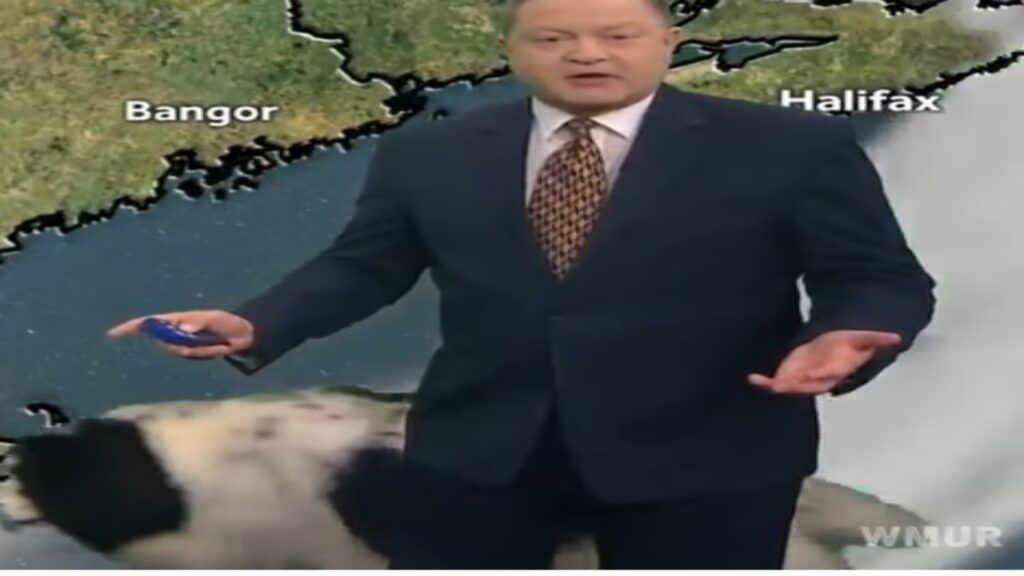 Cane interrompe in diretta il meteo