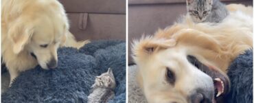 Golden retriever trova gatto nel suo letto