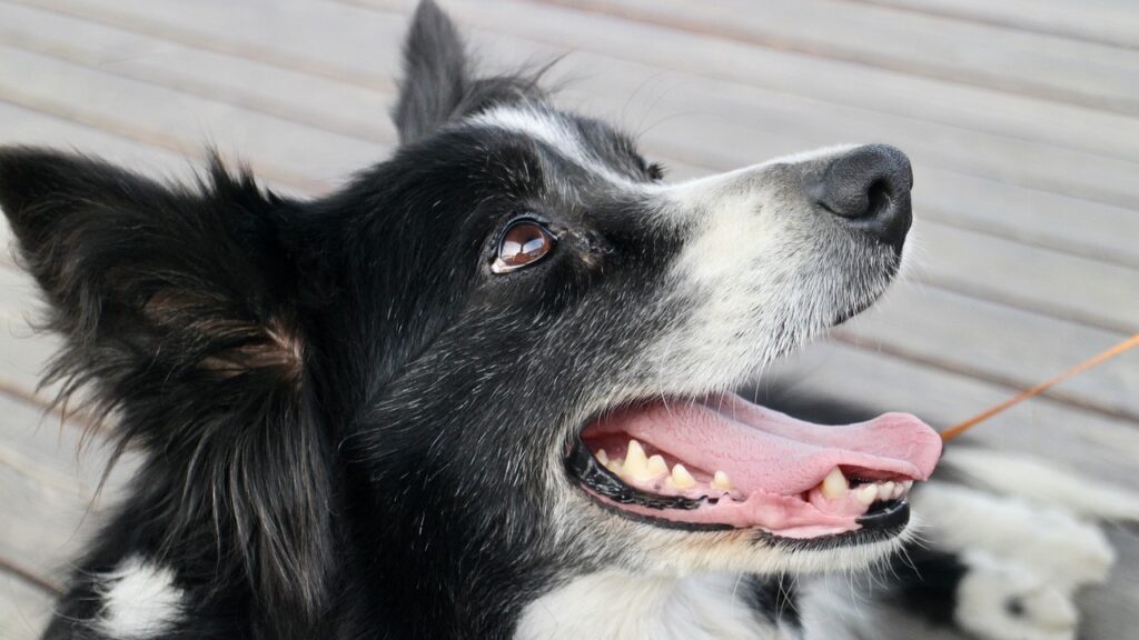 Muso border collie