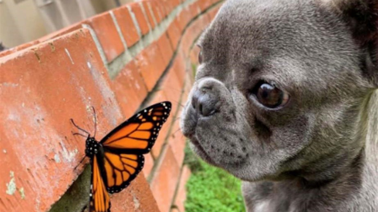Bulldog Francese fa amicizia con una farfalla