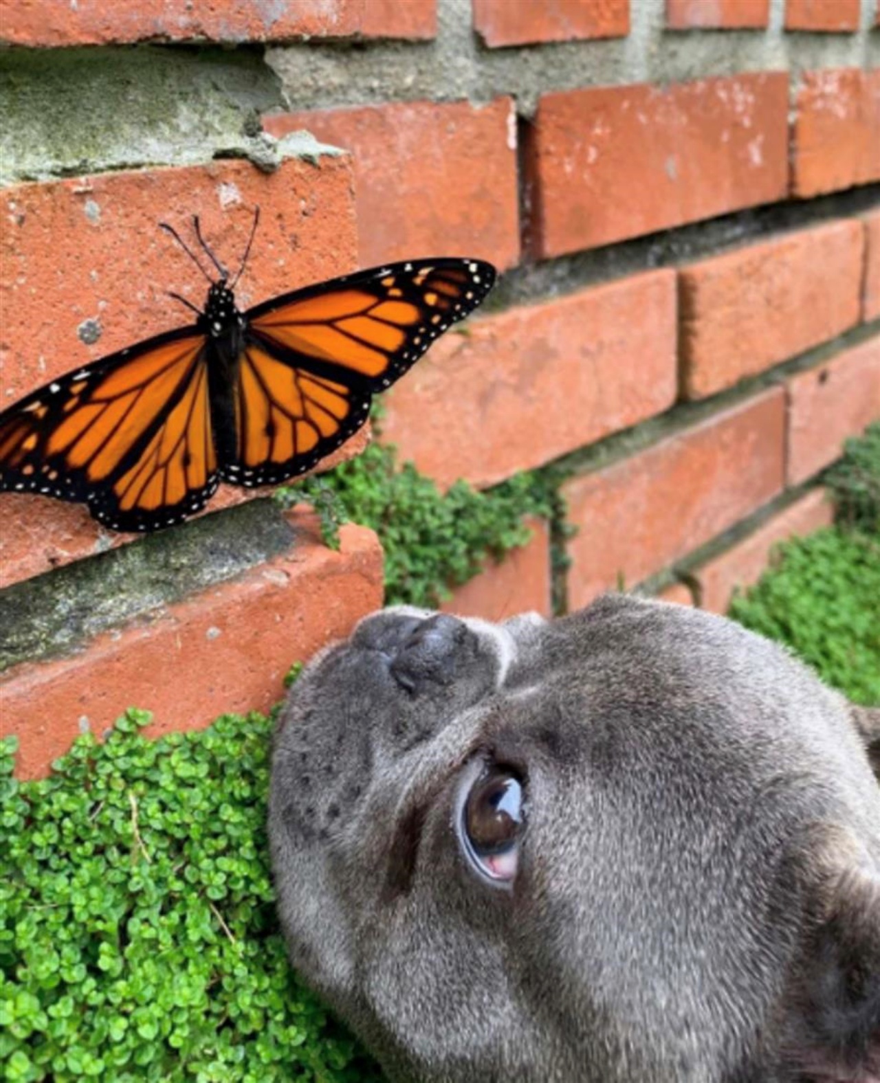 Bulldog Francese fa amicizia con una farfalla