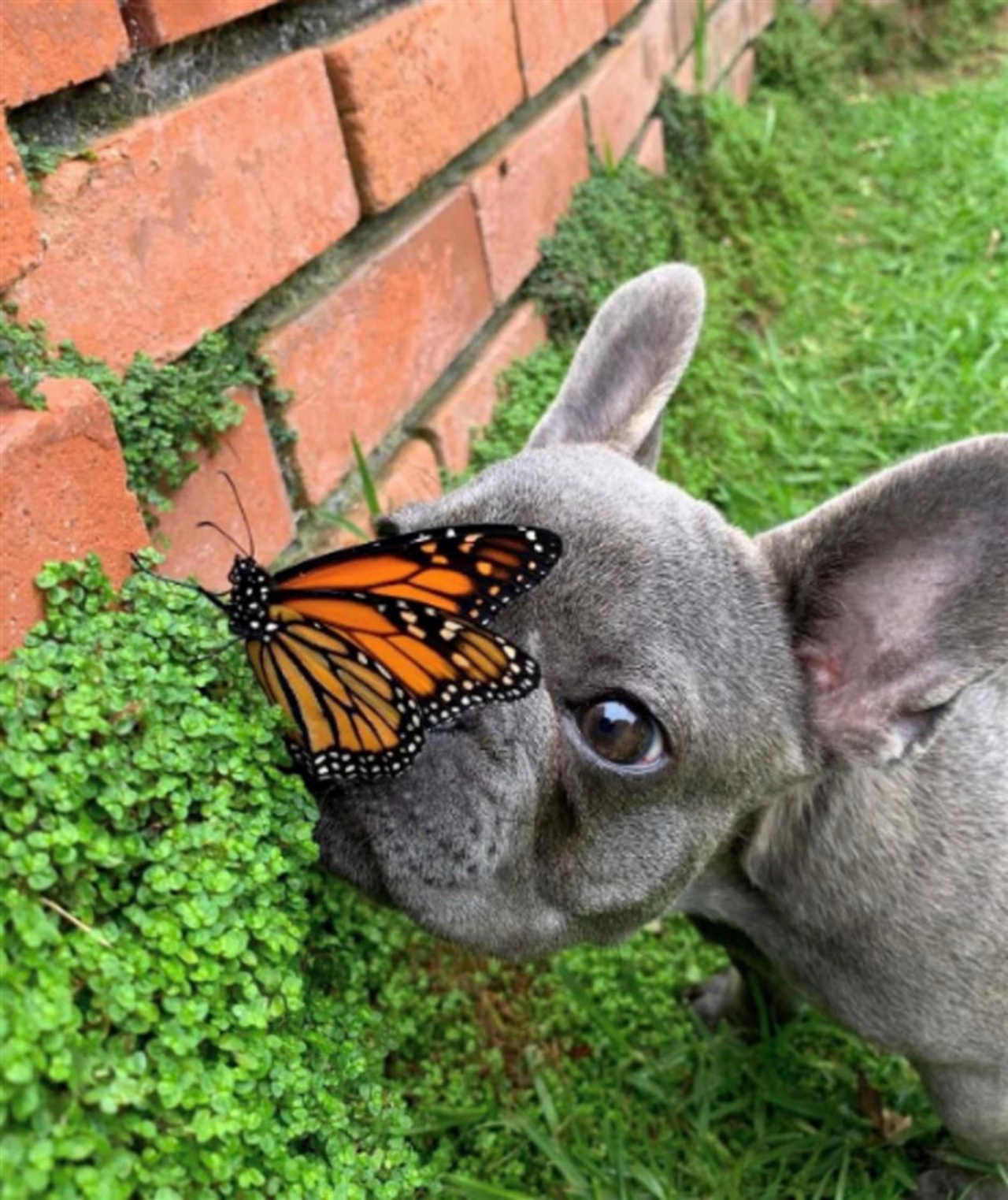 Bulldog Francese fa amicizia con una farfalla