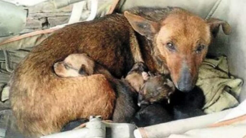 Cagnolina di nome Puti salva bimbo abbandonato