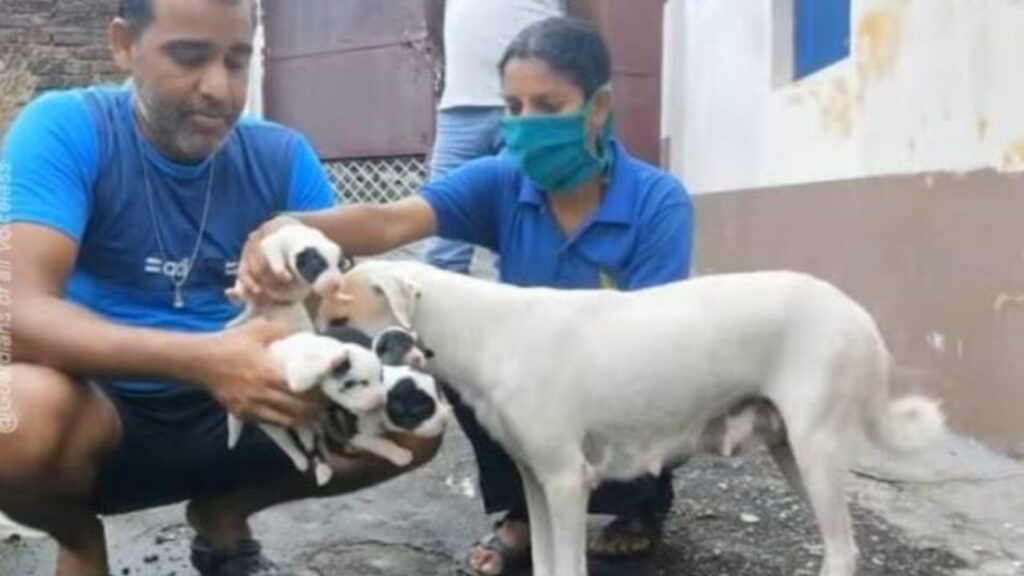 Cagnolina incinta in fin di vita