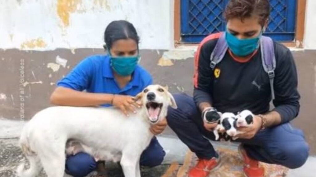 Cagnolina incinta in fin di vita