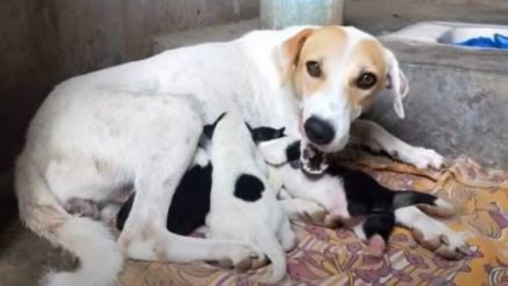 Cagnolina incinta in fin di vita