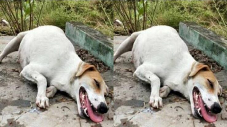 Cagnolina incinta in fin di vita