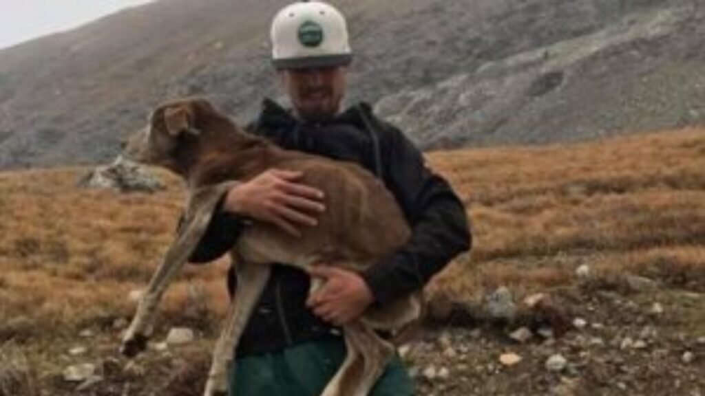 Cagnolina intrappolata in un dirupo