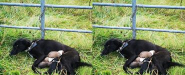 Cagnolina incatenata allatta i suoi cuccioli