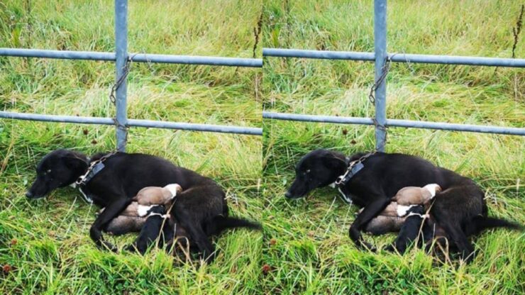 Cagnolina incatenata allatta i suoi cuccioli