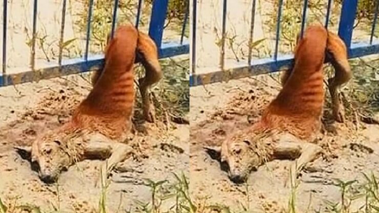 Cagnolina randagia rimane incastrata in un recinto