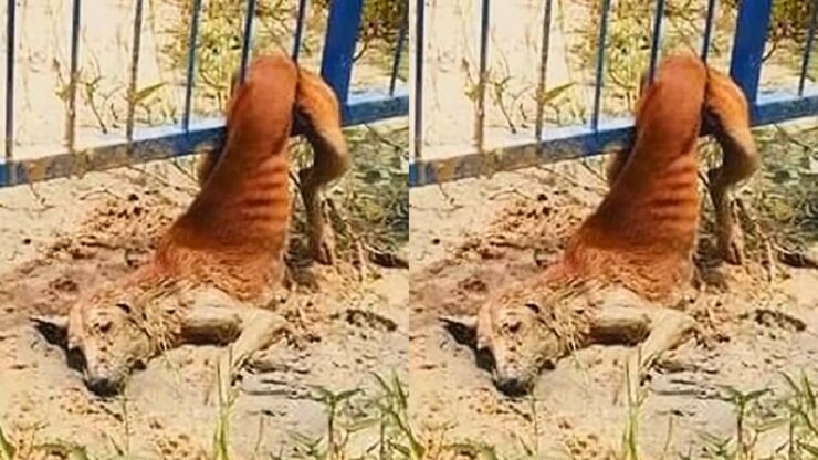 Cagnolina randagia rimane incastrata in un recinto