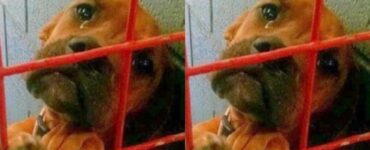 Cagnolino in lacrime perché nessuno vuole adottarlo