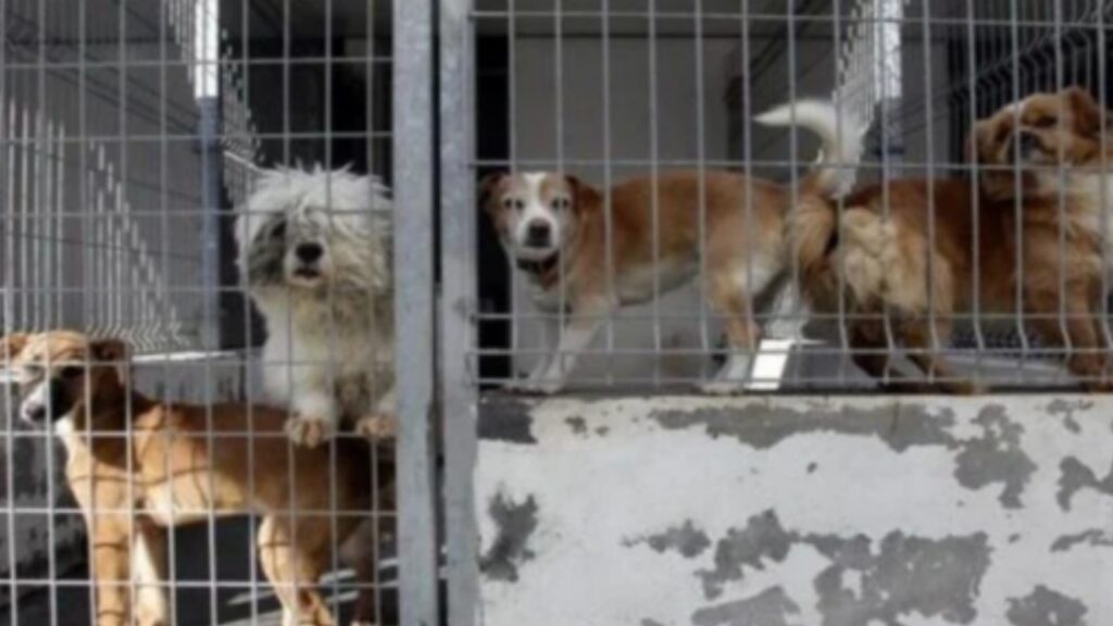 Cagnolino triste si rifiuta di mangiare 