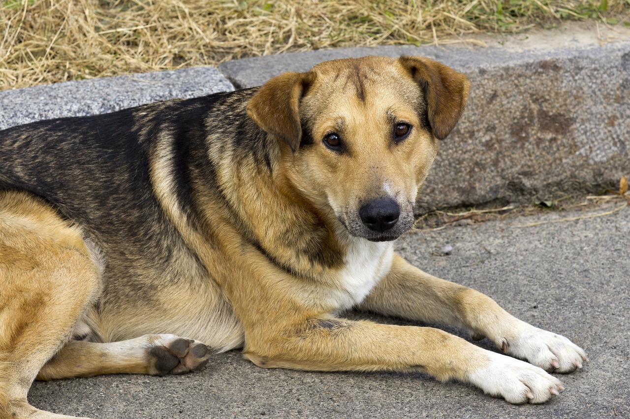 Cane per strada