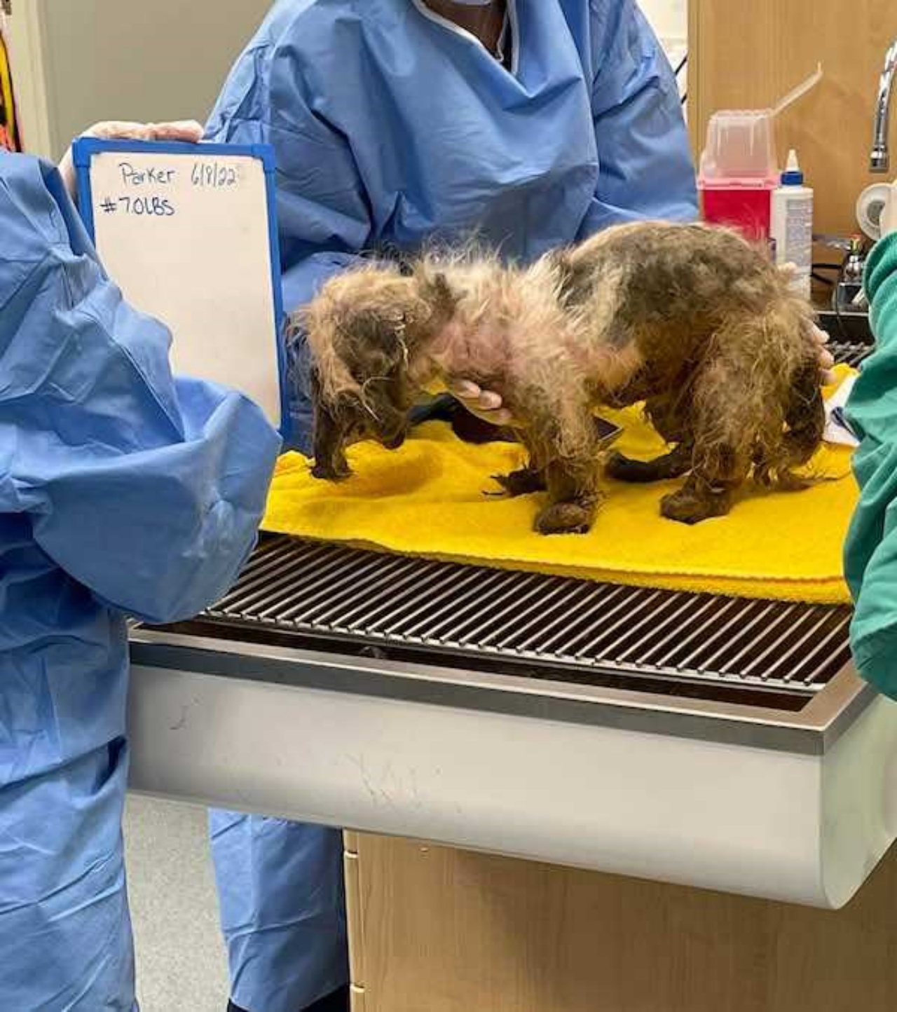 Cane abbandonato in un rifugio, lanciato oltre il recinto nella notte