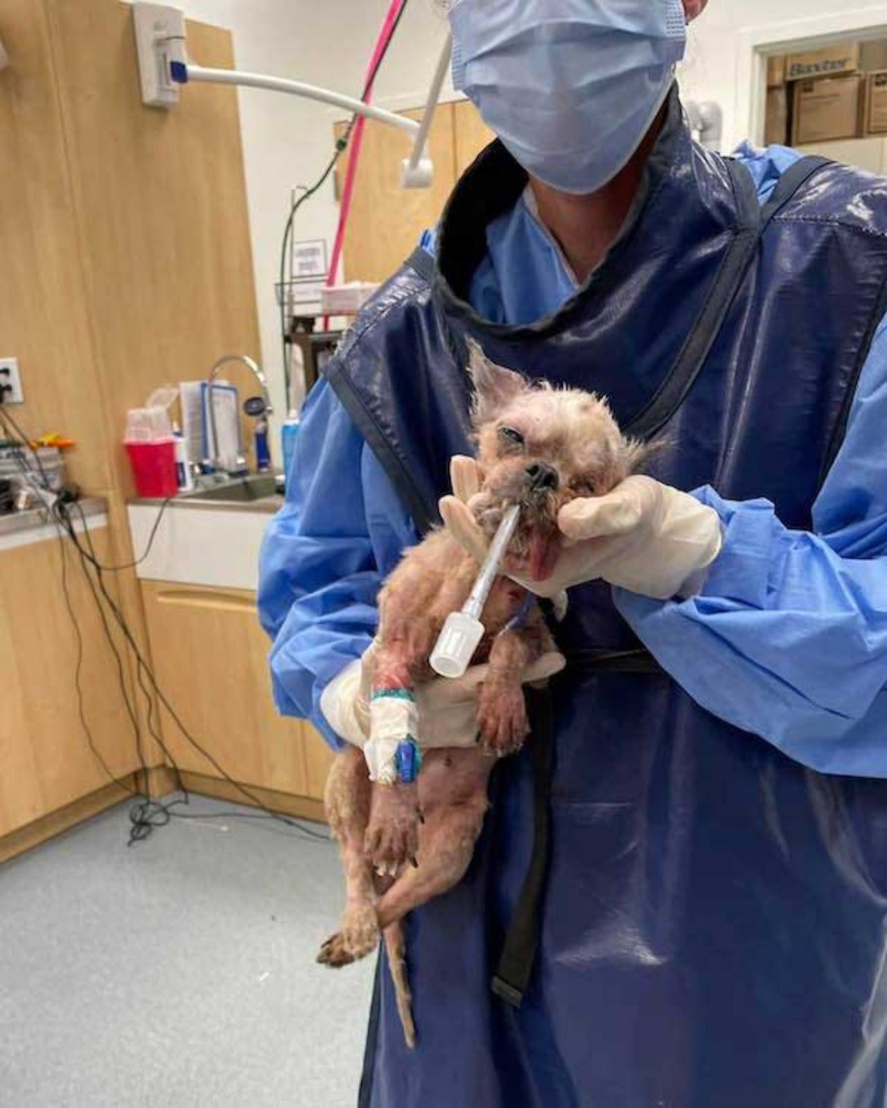 Cane abbandonato in un rifugio, lanciato oltre il recinto nella notte