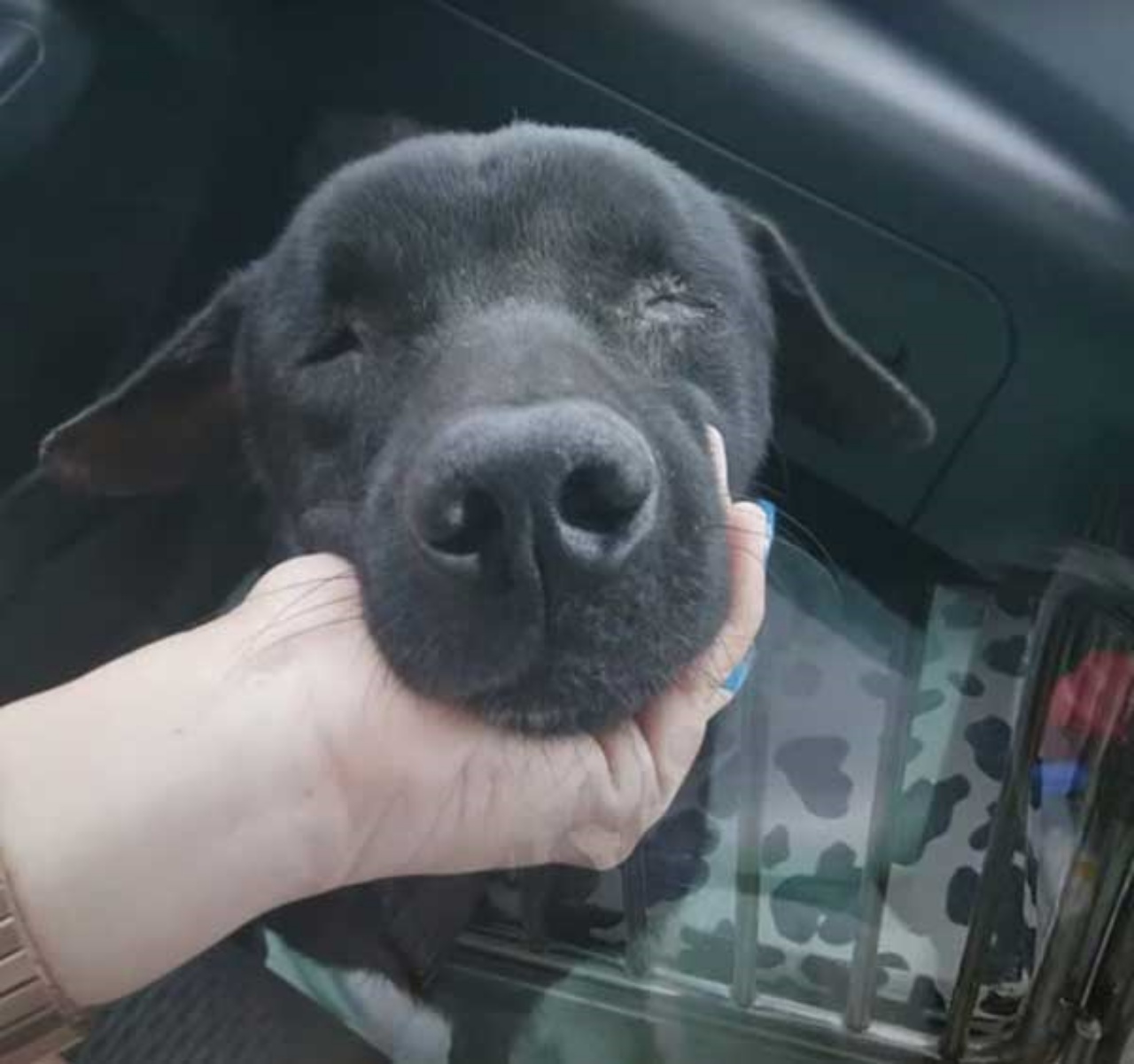 Cane cieco trova una nuova casa ed una proprietaria che lo ama