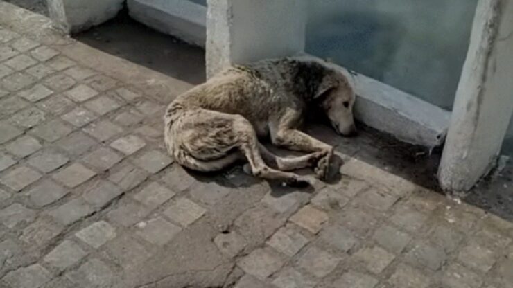 Cane con ferita al collo salvato dai soccorritori