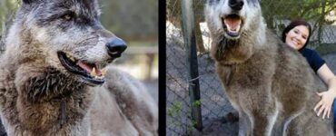 Yuki cane lupo deceduto dopo una lunga malattia