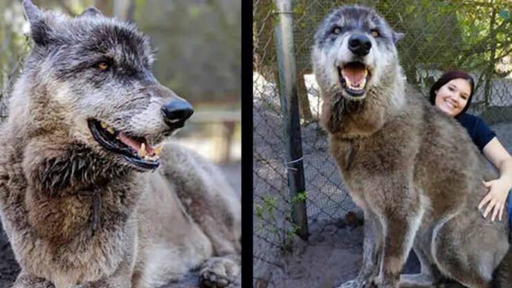 Yuki cane lupo deceduto dopo una lunga malattia