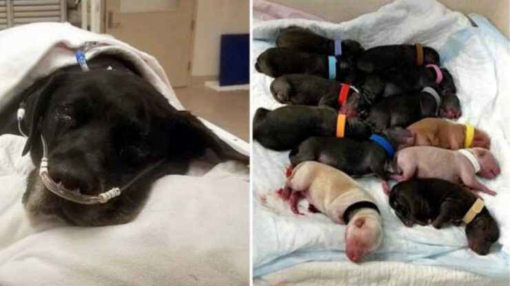 Cane partorisce 21 cuccioli con un cesareo